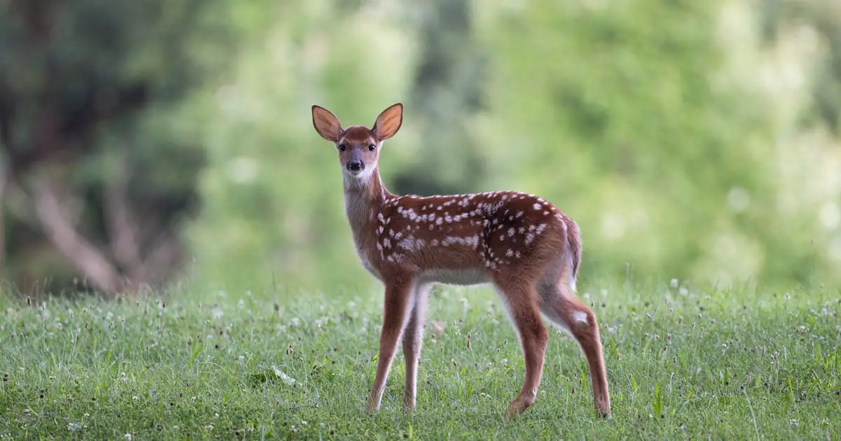 How to Tell How Old a Baby Deer Is