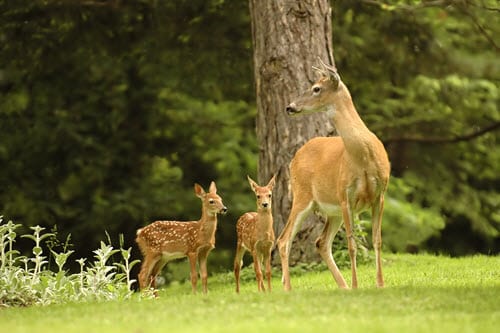 Life Cycle of Deer - The First Year of Life