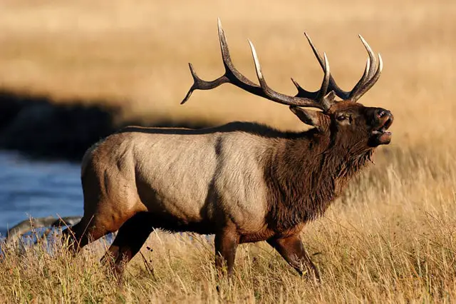 Listen to The Elk Bugle Sound Bulls Make During the Rut