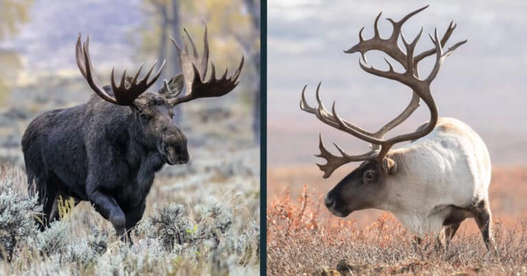 Moose vs Caribou Comparison (key differences explained)