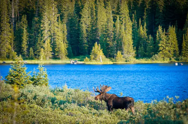 Moose vs Deer