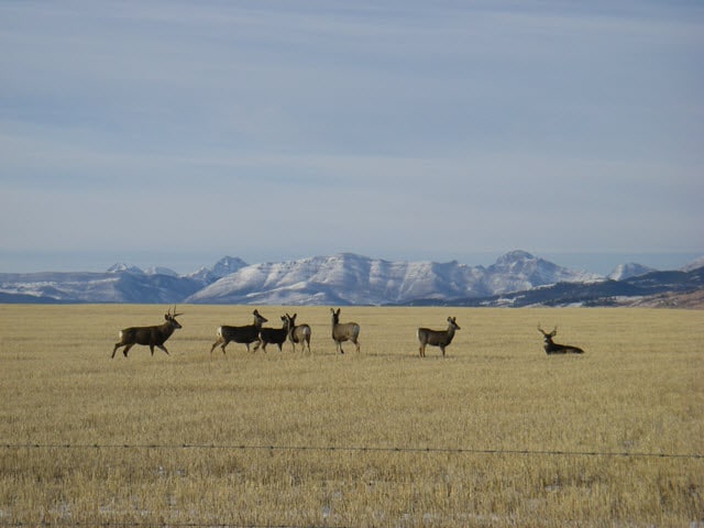 Mule Deer Migration - Do Mule Deer Migrate?