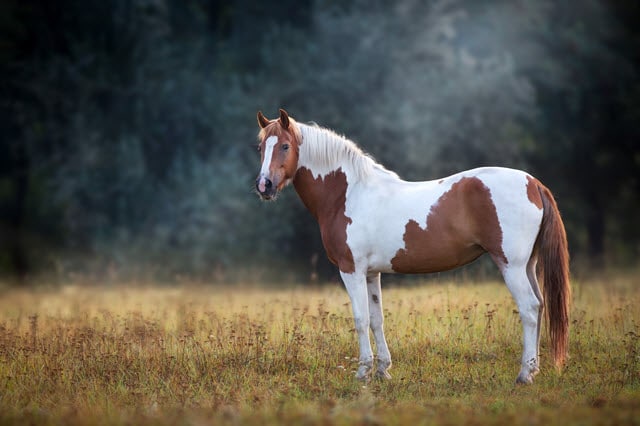 Other Piebald Animals