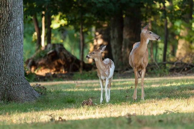 Piebald Whitetail Deer