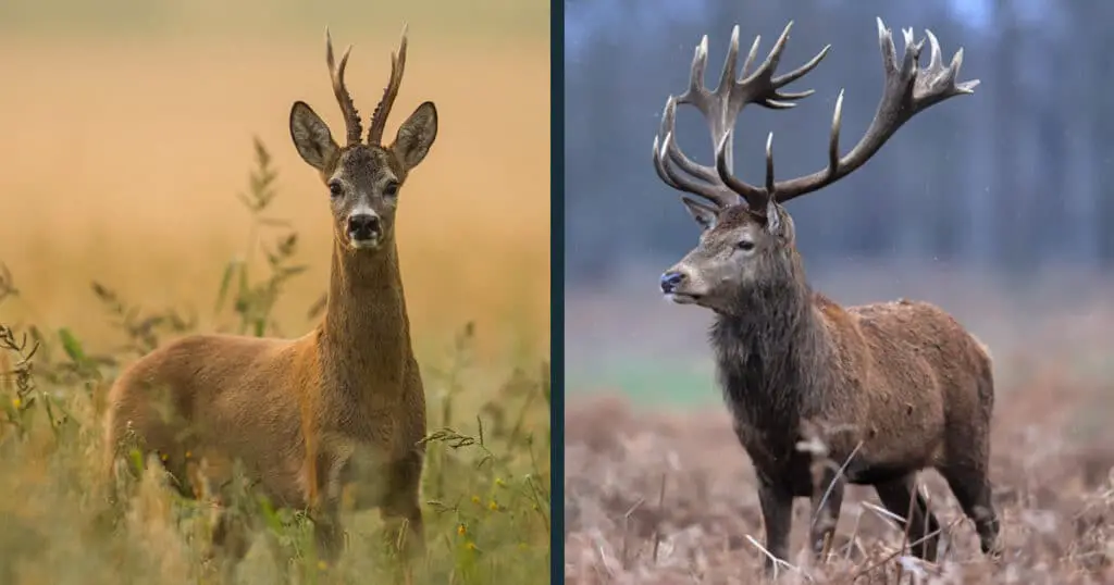 Roe Deer vs Red Deer