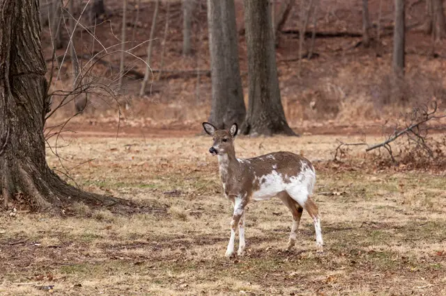 Should You Hunt Piebald Deer?