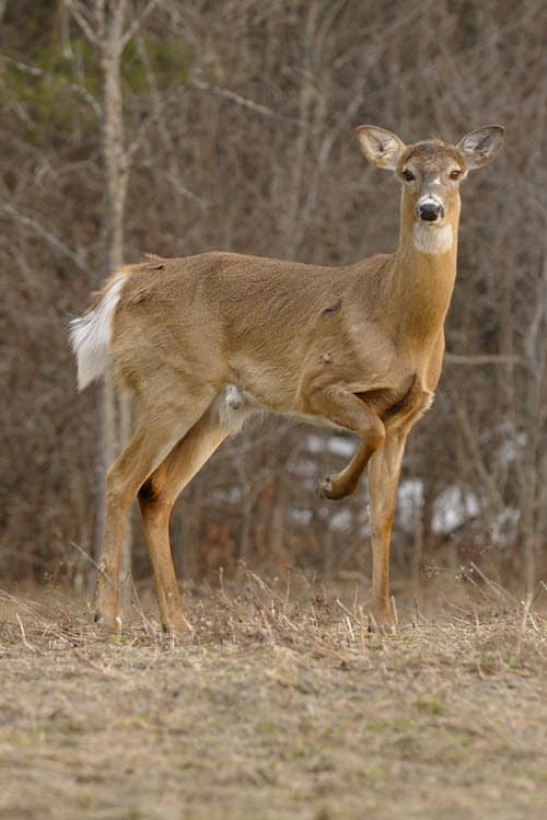 A White Tailed Doe Giving a Warning Stomp to Signal Her Unease