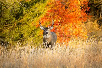 What Do Deer Eat in the Fall?