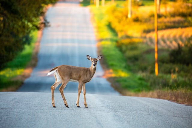 What Does Like a Deer in Headlights Mean