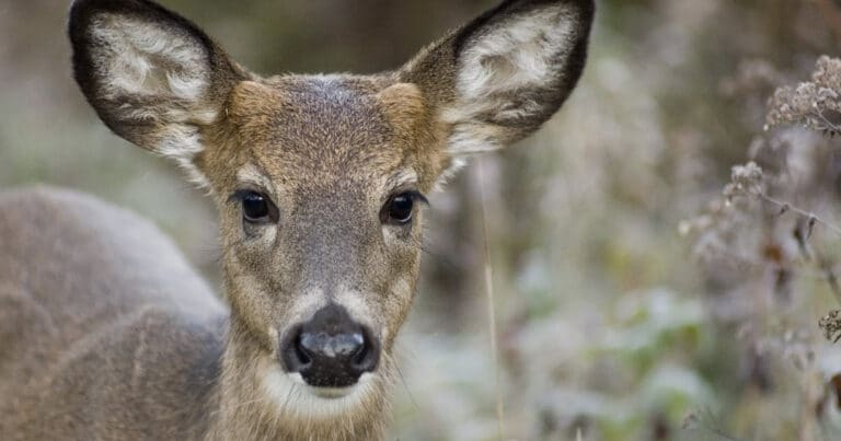 What is a Button Buck? [Answered with Photos] - World Deer