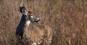 What is a Spike Buck