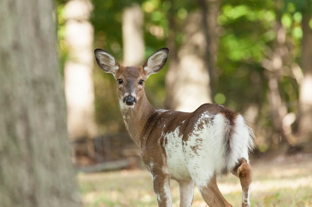 melanistic and albino deer