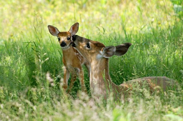 What Sound Does Baby Deer Make