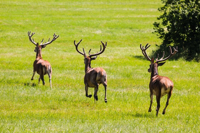 What Sound Does a Deer Make When Scared?