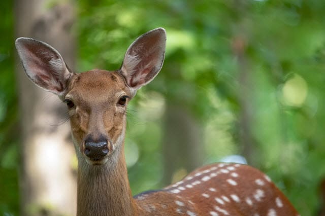 What Sound Does a Female Deer Make?
