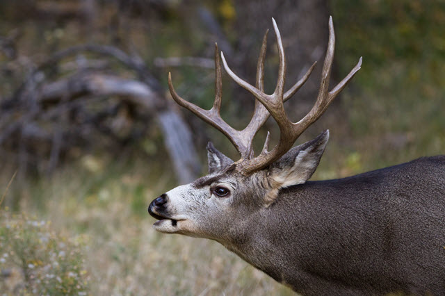 What Sound Does a Mule Deer Make?