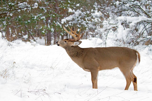 What Sound Does a Whitetail Deer Make?