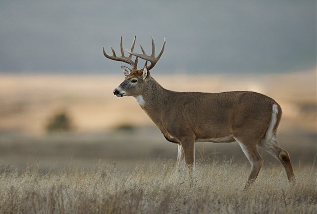 White Tailed Deer vs Moose