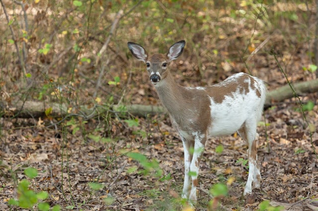 Whitetail Piebald Deer