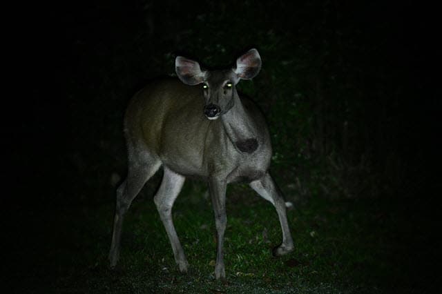 About Deer Night Vision