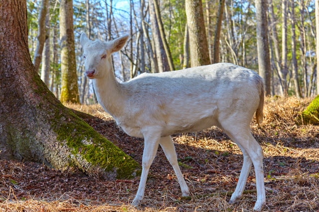 Albino Deer Nose and Eyes