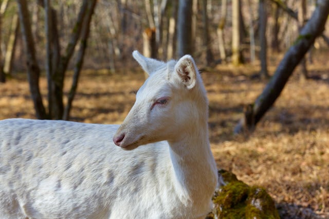 Albino Deer Photo