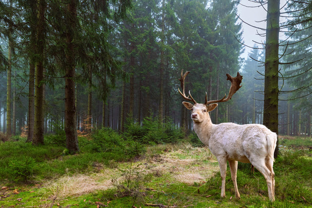 Albino Deer Symbolism - White Deer