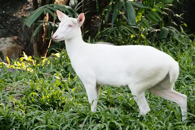 An Albino Muntjac Deer