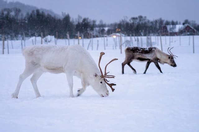 An Albino Reindeer - How Rare are Albino Deer?