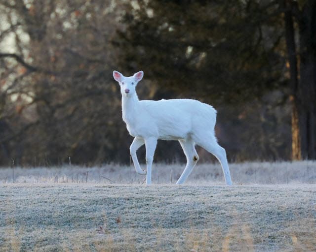 melanistic and albino deer