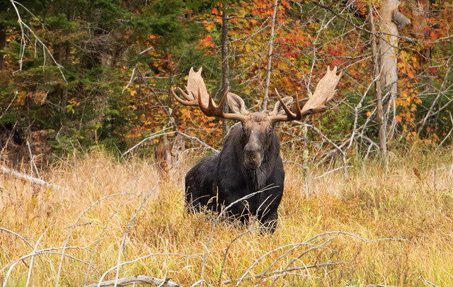 Bull Moose Sound