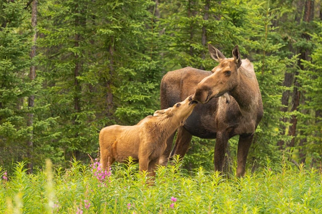 Cow Moose Sound