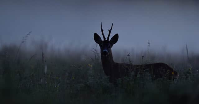Deer at Night