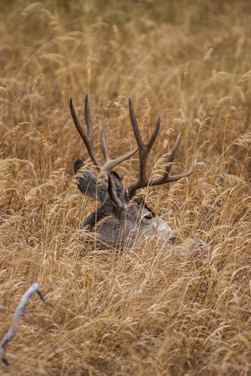 Deer Bedding Down in Tall Grass for Cover