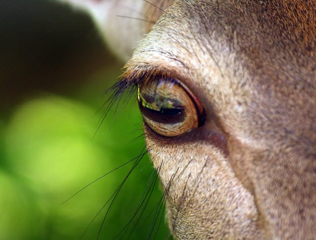 Deer Eye Pupil