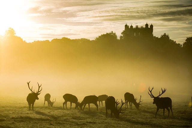 Deer Herd Size