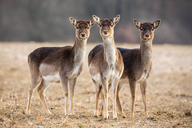 Deer Have Prey Eyes