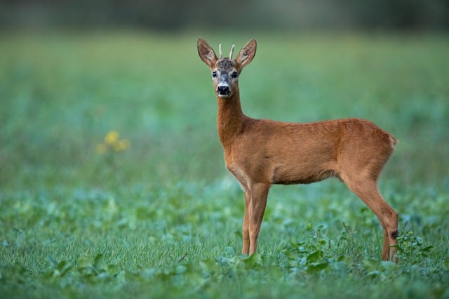 Deer Vision - How Deer See the Blue Light Spectrum