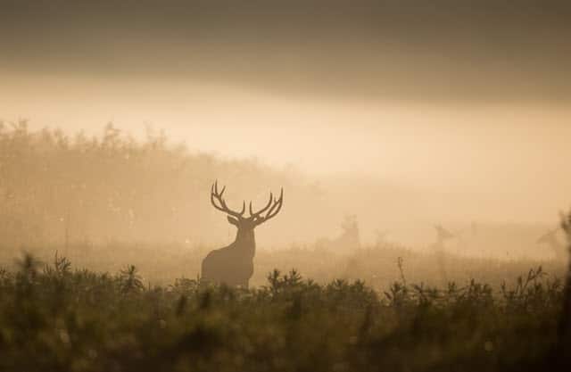 Deer Vision in Different Weather Conditions