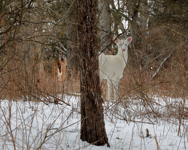 Deer with Albinism