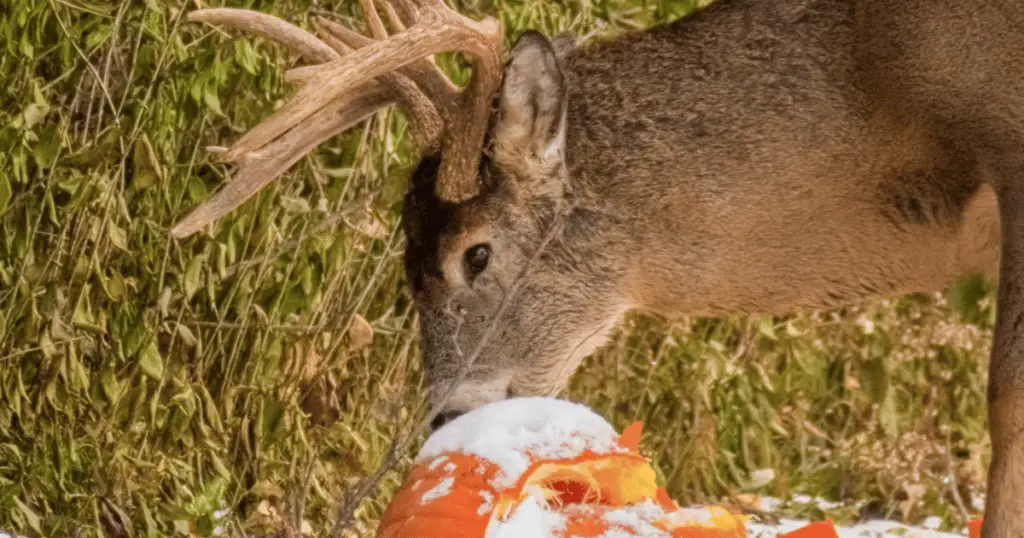 do-deer-eat-pumpkins-answered-world-deer