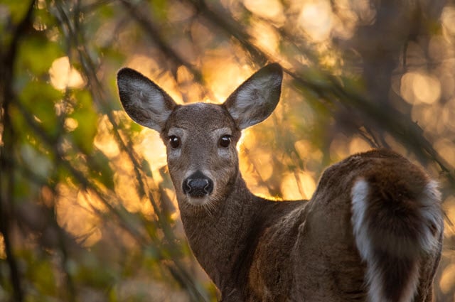 Eyes of Deer