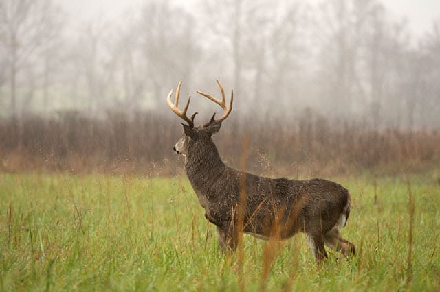 How Deer See in the Rain