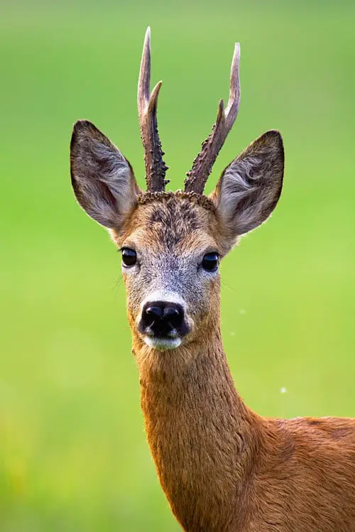 How Deer See Movement and Motion