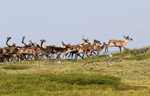 How Many Caribou are In a Herd?