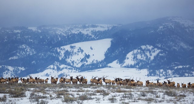 How Many Elk are In a Herd?