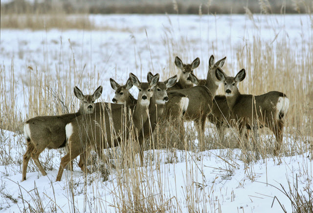 How Many Mule Deer in a Herd