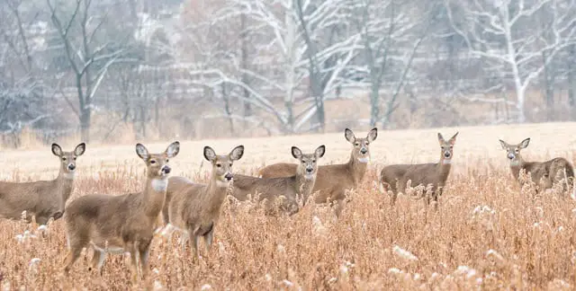 How Many Whitetail Deer in a Herd?