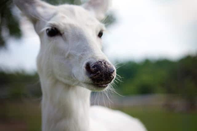 Leucistic Deer Nose and Eyes