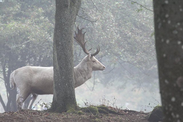 Leucistic vs Albino Deer